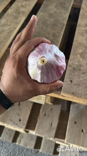 Чеснок Киргизский