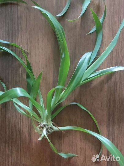 Хлорофитум хохлатый