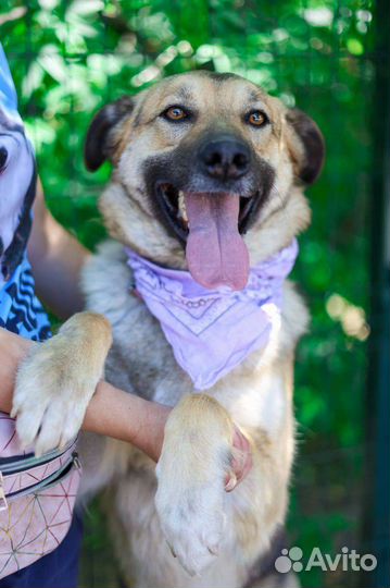 Собака в добрые руки