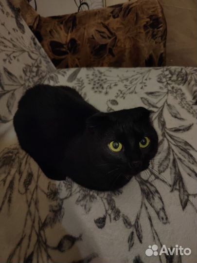 Вислоухие коты