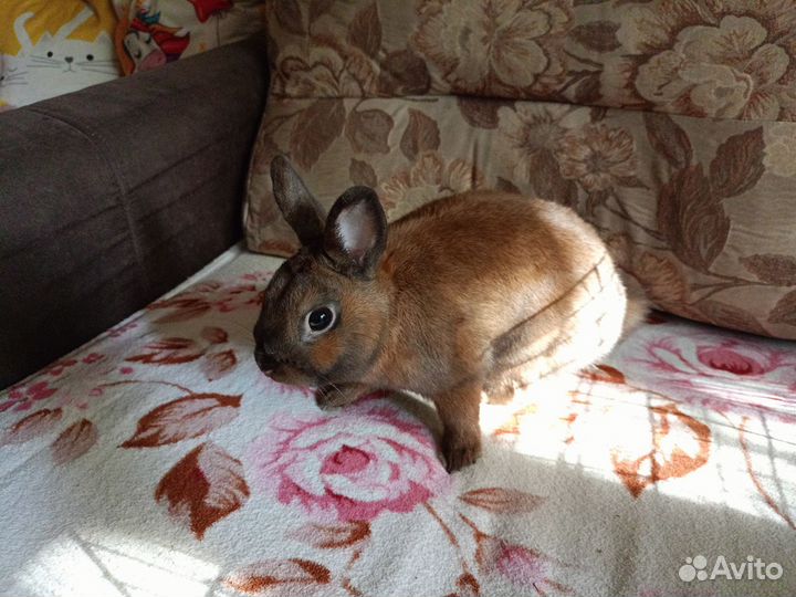 Декоративные карликовые кролики