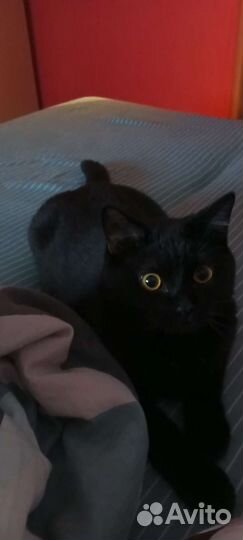 Отдам кота 8 месяцев