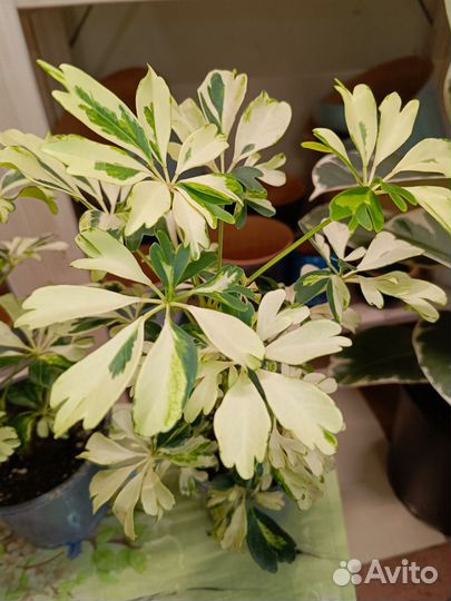 Шефлера жанин