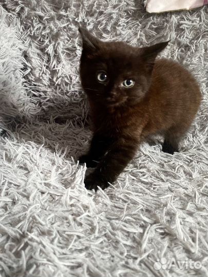 Котенок