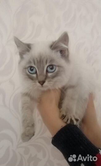 Котенок девочка 3 месяца с доставкой