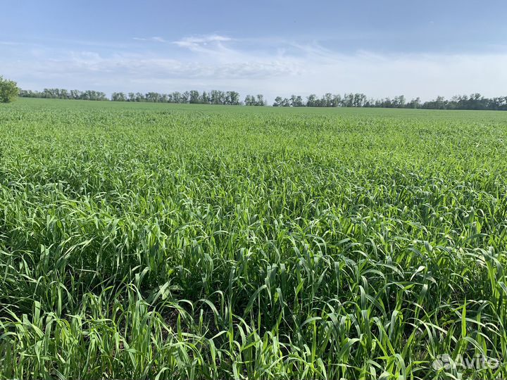 Сено в тюках 2024 год