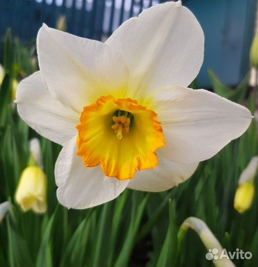 Луковицы нарциссов