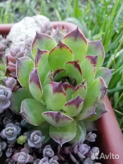 Суккуленты уличные