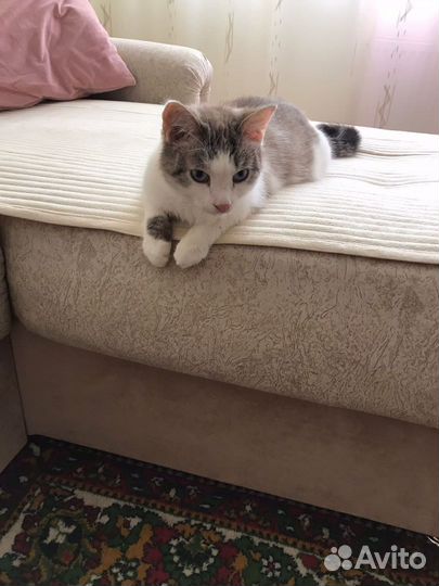 Котик в дар