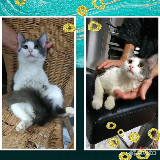 Красивый котенок в надёжные руки