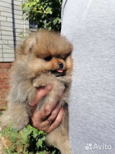 Щенки померанского шпица медвежьего типа