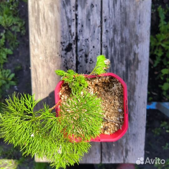 Пион майский