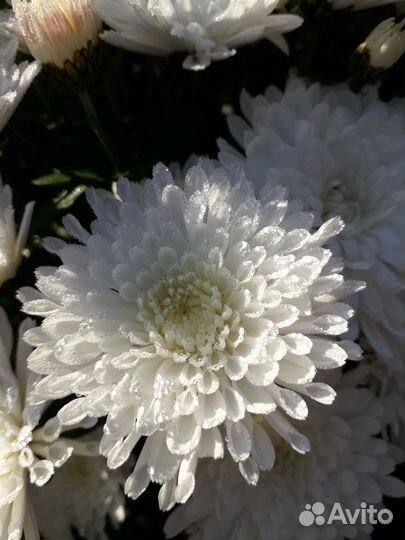 Хризантемы мультифлора