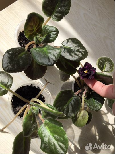 Фиалка (детка)