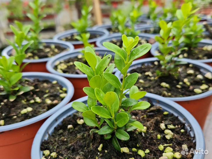 Самшит карликовый