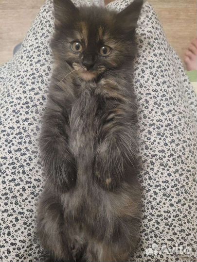Котята от Турецкой Ангорой