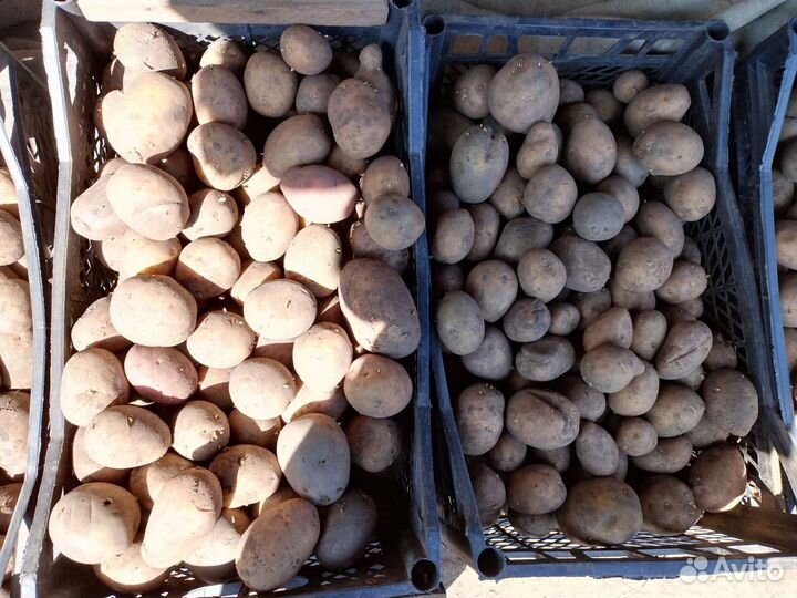 Семенной картофель