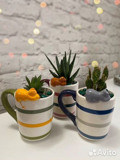 Комнатные цветы