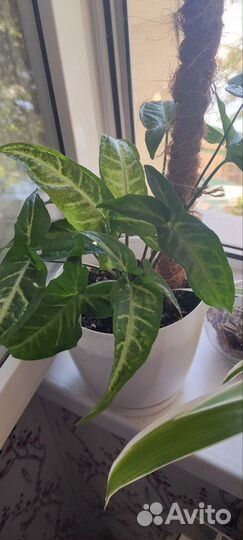 Сингониум ушковатый