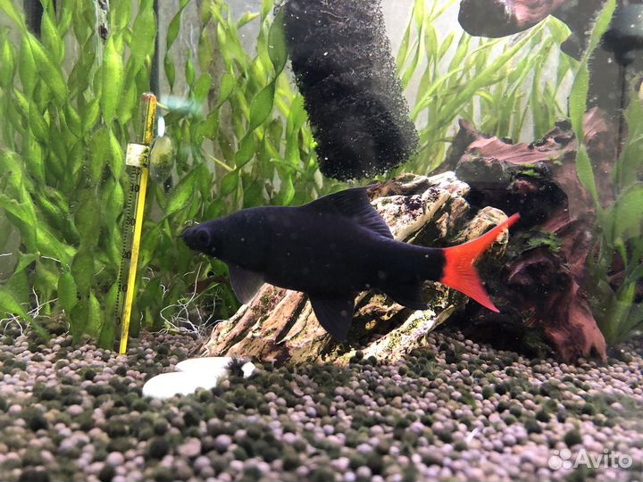 Аквариум 50 л с рыбками и внешним фильтром