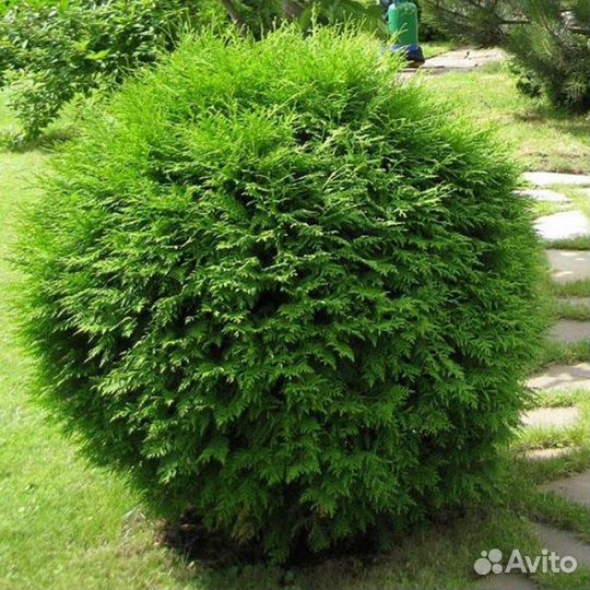 Туя западная Вудварди