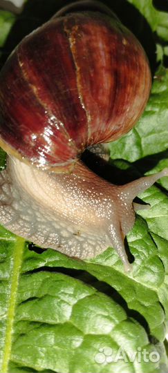 Улитки Ахатины