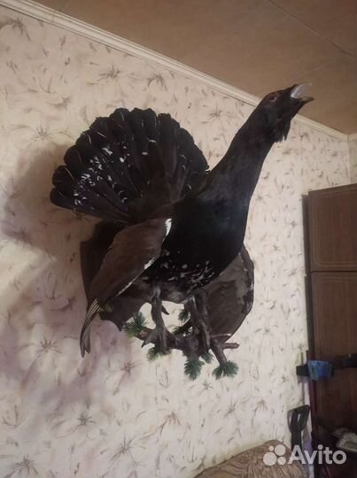 Чучело глухаря