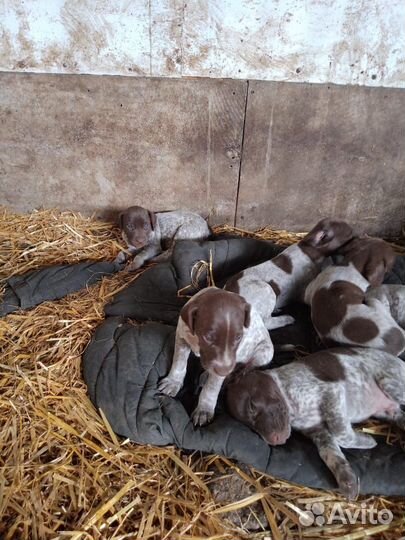 Щенки Курцхаар