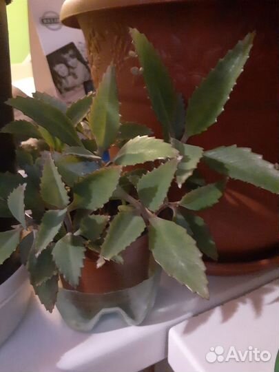 Каланхоэ лечебное