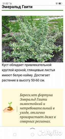 Бересклет форчуна