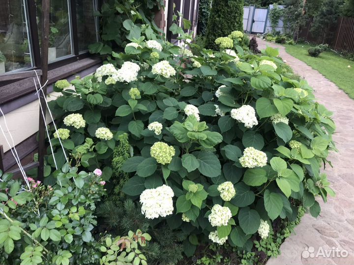 Много Разновидностей хост. Гортензии. В Токсово