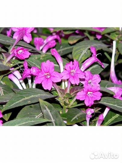 Руэллия красивоцветущаяя