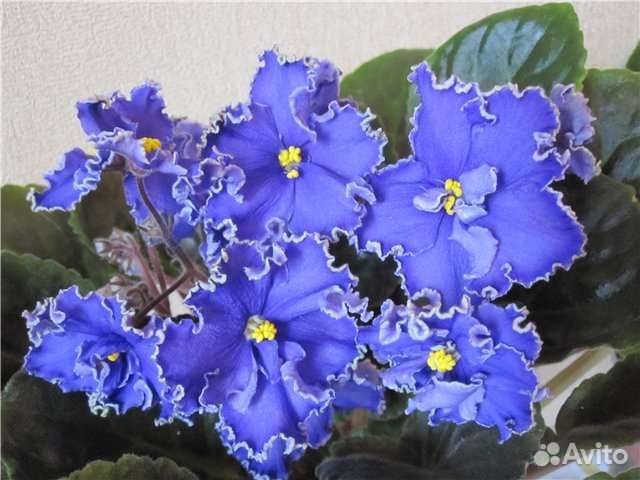 Фиалки детки