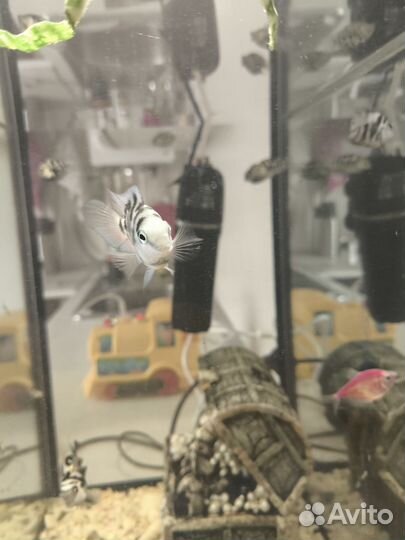 Рыбка сапфировый попугай