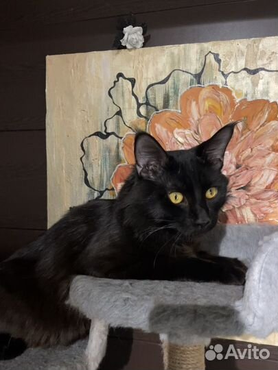 Мейн-кун вязка