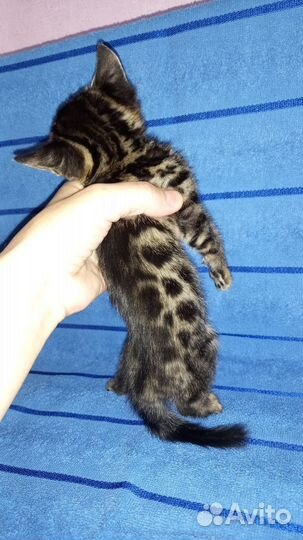 Бенгальская кошечка
