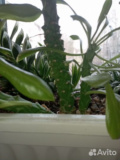 Эуфорбии (молочаи)