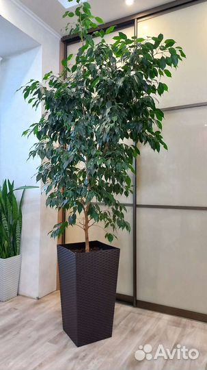 Фикус бенджамина