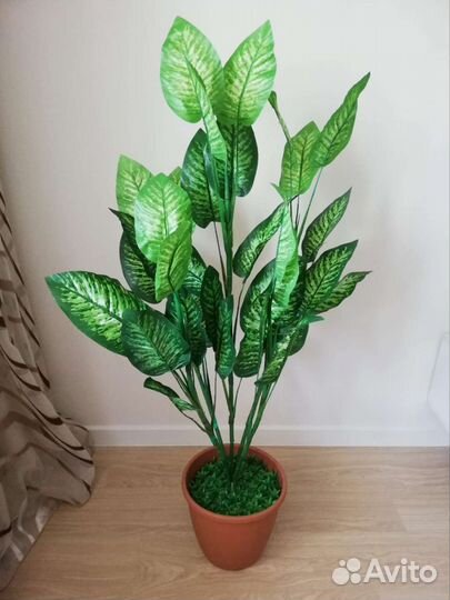 Диффенбахия