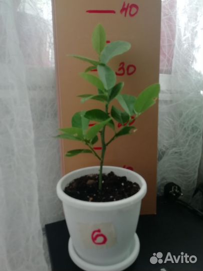 Лимонное дерево для комнатного выращивания