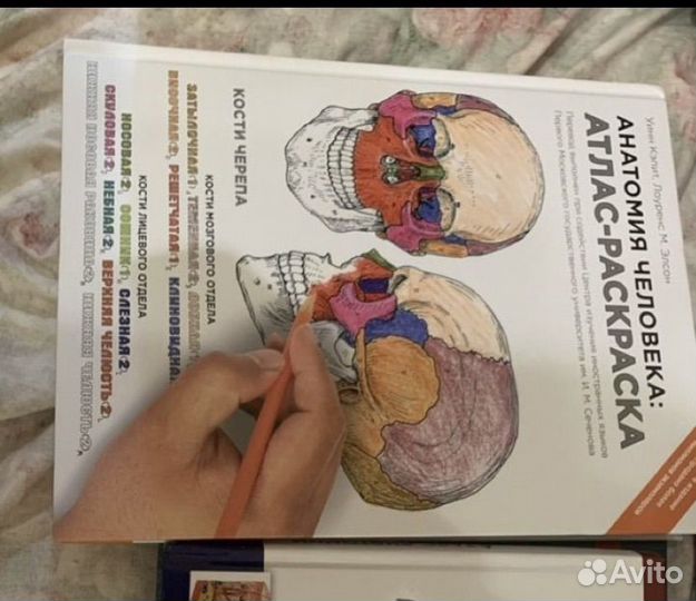 Анатомия человека книжка раскраска, массаж