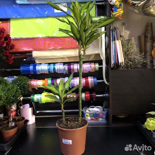 Драцена 95см