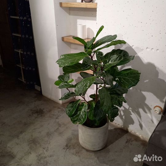 Горшки, Вазоны, Кашпо под заказ из бетона арт 188