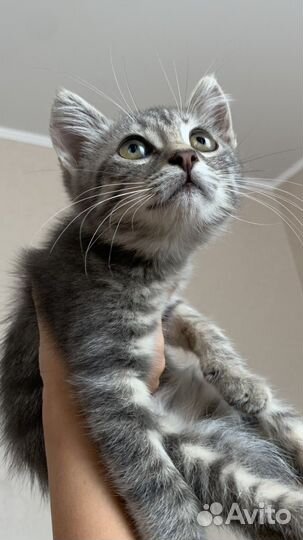 Чудесный котенок мальчик