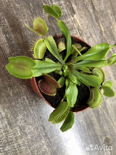 Венерина мухоловка дионея