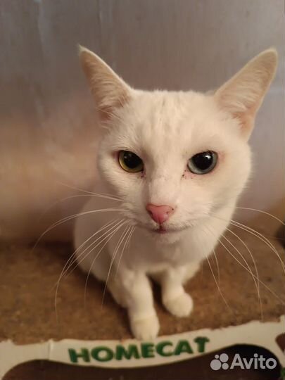 Кошечка Шери