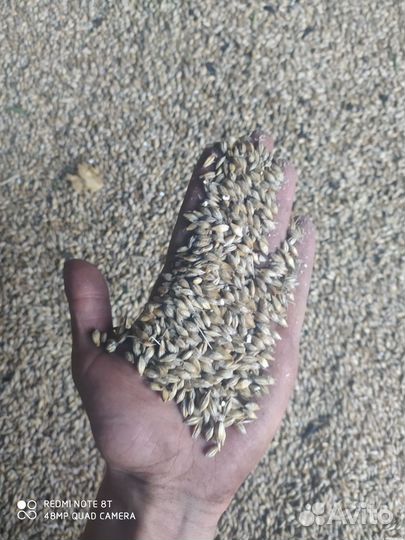 Зерно пшеница ячмень