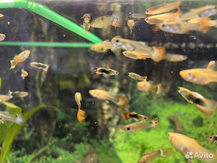 Аквариумные рыбки гуппи