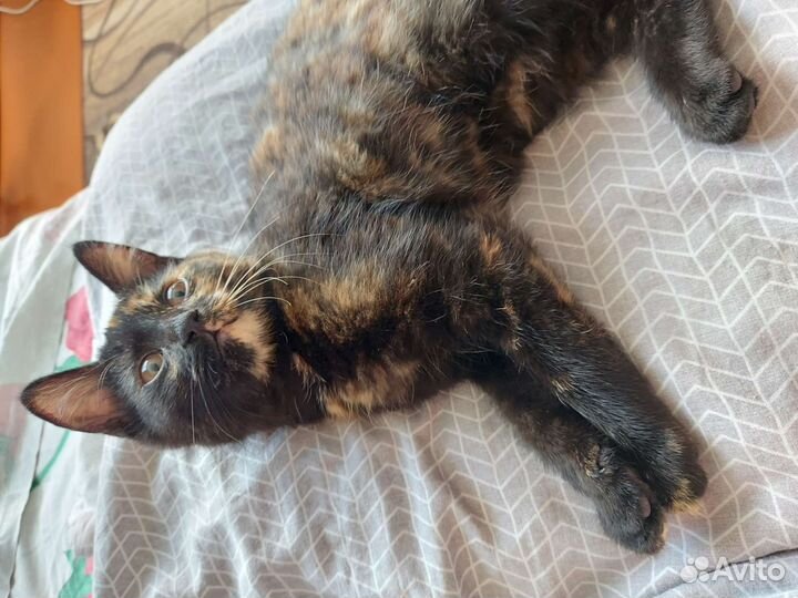 Отдам кошечку
