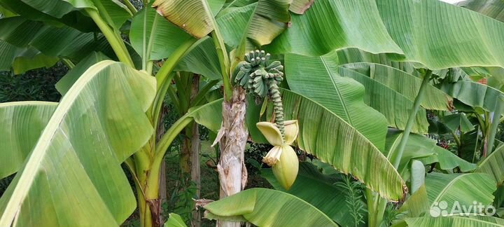 Продаю свои банановые пальмы. Не магазин